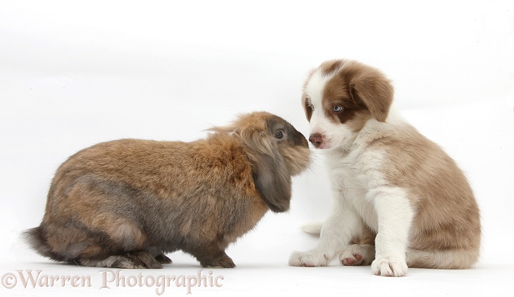 Lilac Border Collie pup, 7 weeks old, and Lionhead Lop rabbit, Dibdab, white background