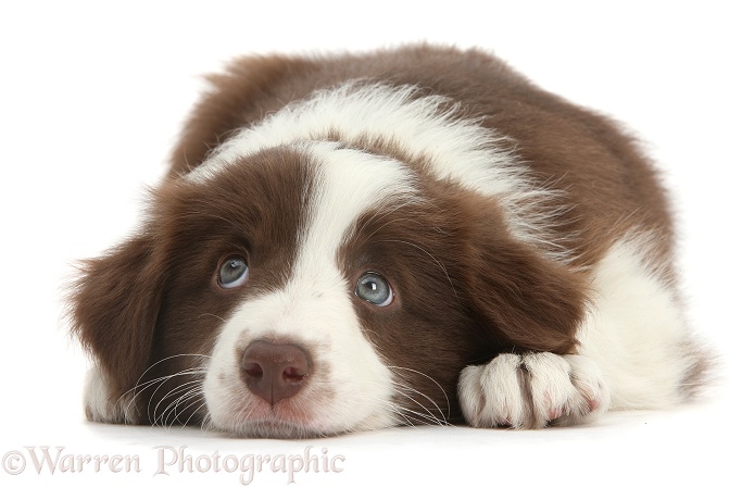 Cute Chocolate Border Collie puppy, 7 weeks old, lying with chin on the floor, white background