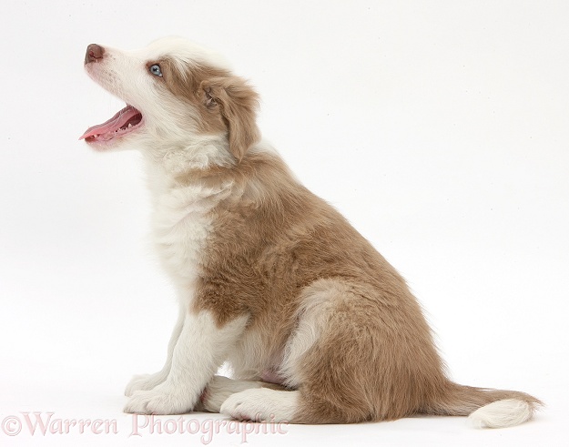 Cute lilac Border Collie puppy, 7 weeks old, yawning, white background