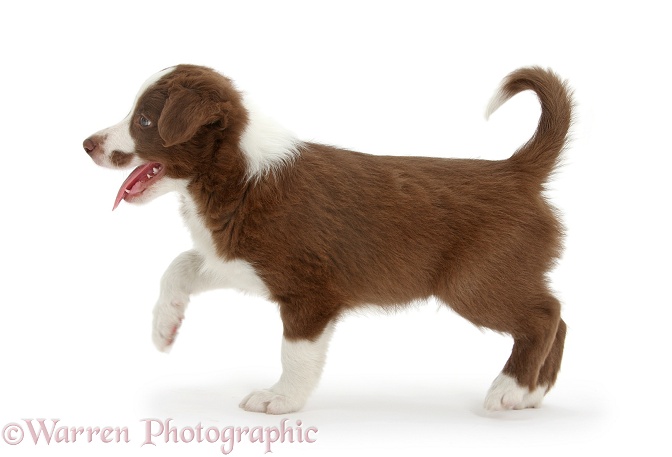Cute chocolate Border Collie puppy, 7 weeks old, walking across, white background
