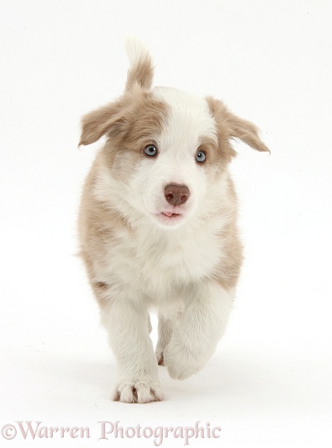 Cute lilac Border Collie puppy, 7 weeks old, trotting, white background