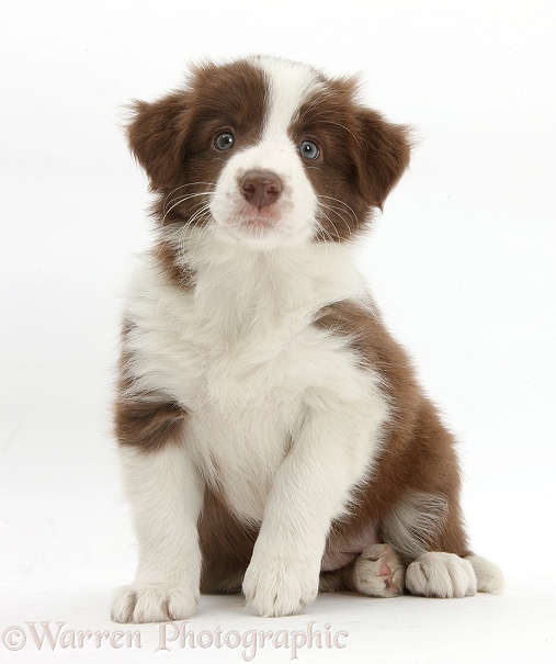 Cute chocolate Border Collie puppy, 7 weeks old, white background