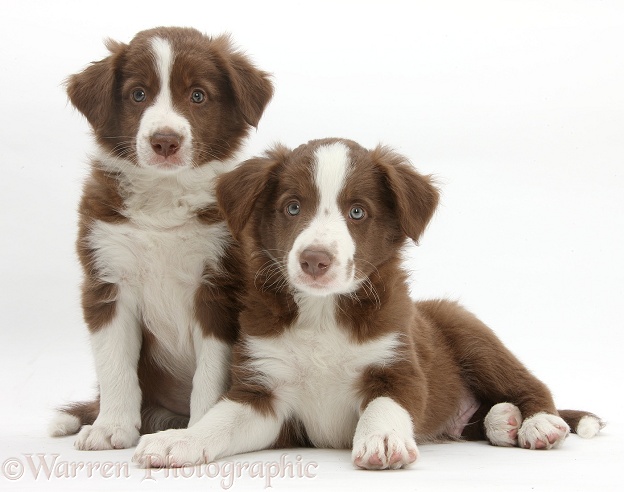 Cute chocolate Border Collie puppies, 7 weeks old, white background