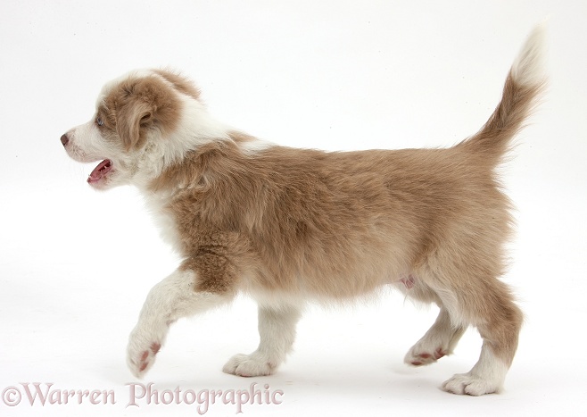 Cute lilac Border Collie puppy, 7 weeks old, trotting across, white background