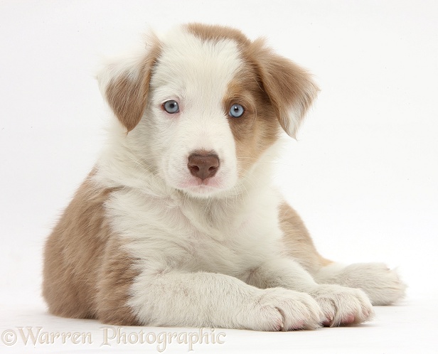 Cute lilac Border Collie puppy, 7 weeks old, white background