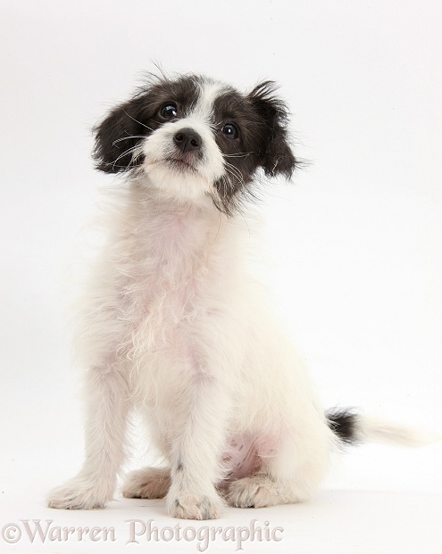 Black-and-white Jack-a-poo dog pup, 8 weeks old, sitting, white background