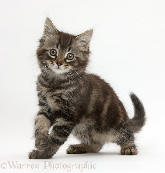 Tabby kitten, Squidge, 10 weeks old, white background