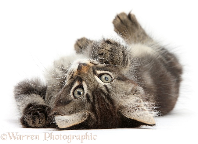 Tabby kitten, Squidge, 10 weeks old, playfully rolling on his back, white background