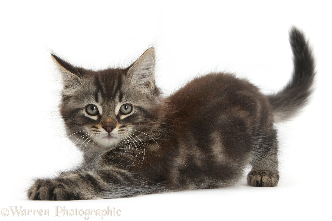 Tabby kitten, Squidge, 10 weeks old, in playful bow, white background