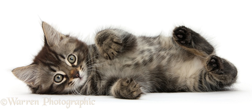 Tabby kitten, Squidge, 10 weeks old, lying on his side, white background