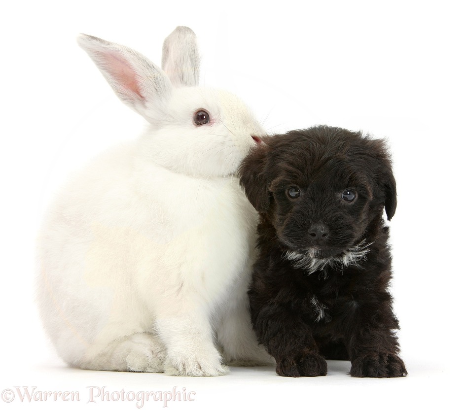 Black Yorkipoo pup, 6 weeks old, with white rabbit, white background