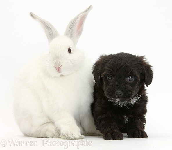 Black Yorkipoo pup, 6 weeks old, with white rabbit, white background