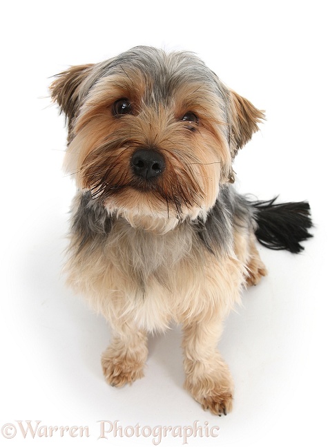 Yorkshire Terrier dog, Dillon, 16 months old, white background
