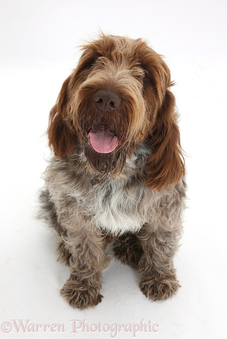 Brown Roan Italian Spinone dog, Riley, white background