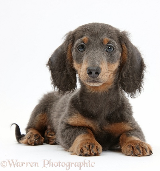 Blue-and-tan Dachshund pup, Baloo, lying with head up, white background