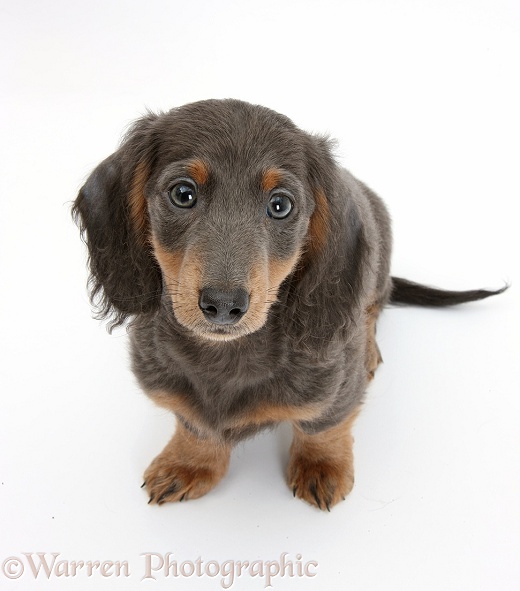 Blue-and-tan Dachshund pup, Baloo, sitting and looking up, white background