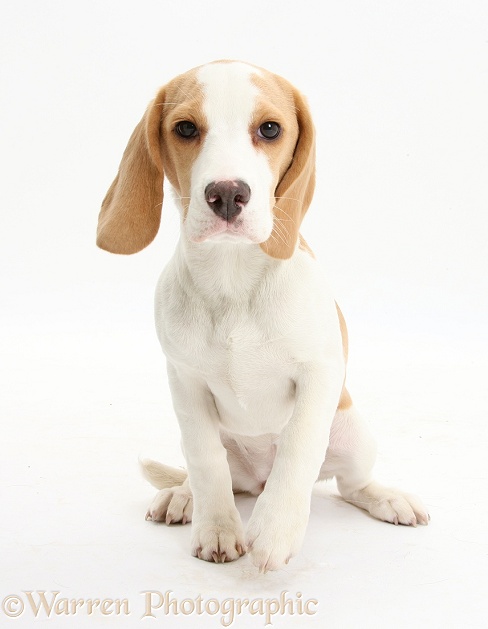 Orange-and-white Beagle pup, sitting, white background