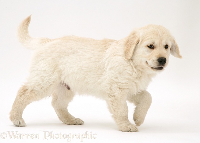 Golden Retriever puppy walking across, white background