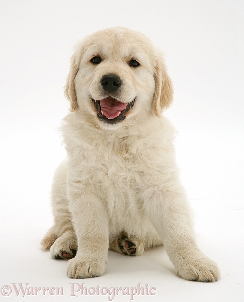 Smiley Golden Retriever puppy, white background