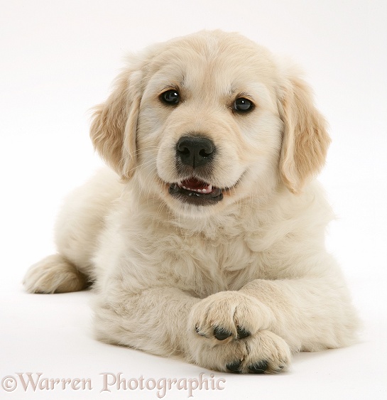 Smiley Golden Retriever pup lying, head up, paws crossed, white background