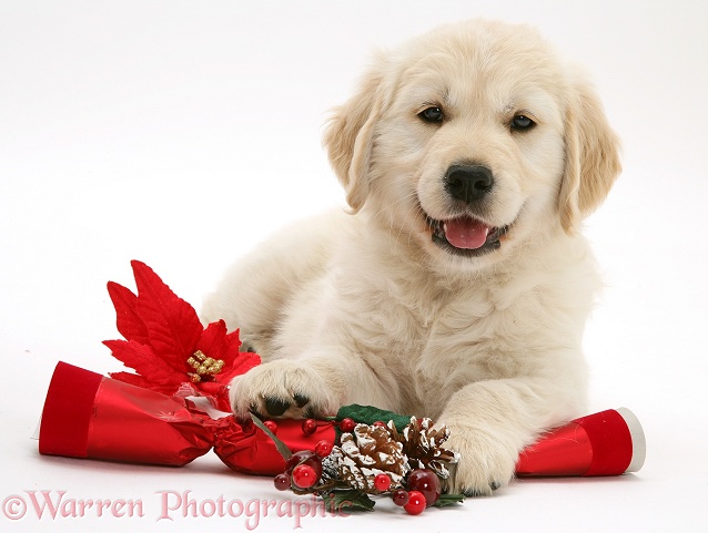 Smiley Golden Retriever pup with Christmas cracker, white background