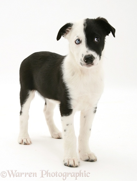 Black-and-white Border Collie pup, Kicker, looking sideways, white background