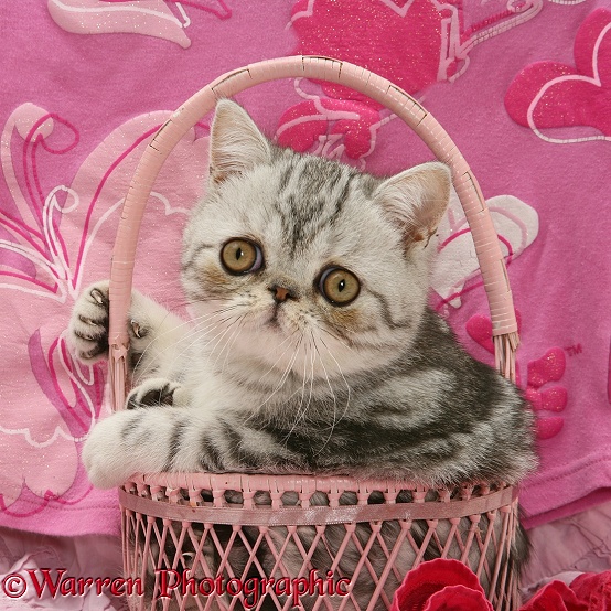 Blue-silver Exotic Shorthair kitten in a pink basket