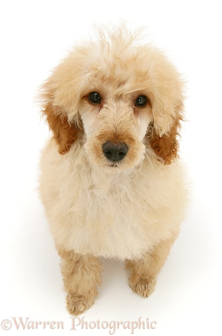 Apricot Miniature Poodle, sitting and looking up, white background