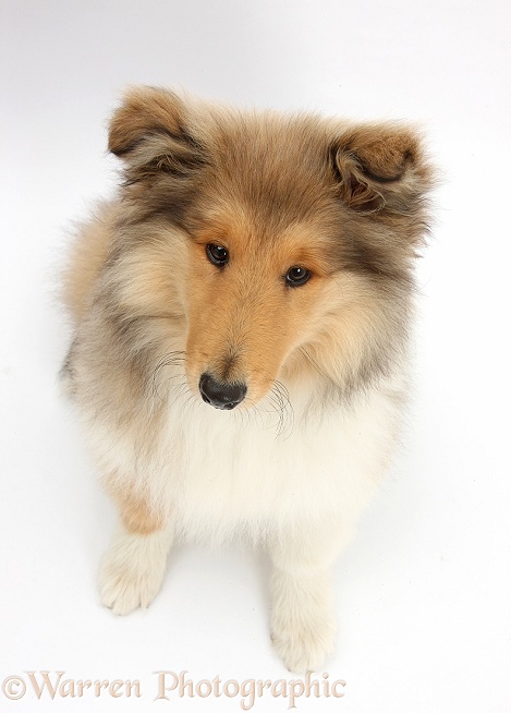 Rough Collie pup, Laddie, 14 weeks old, looking up, white background