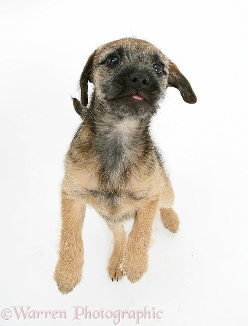 Border Terrier bitch pup, Kes, standing up, white background