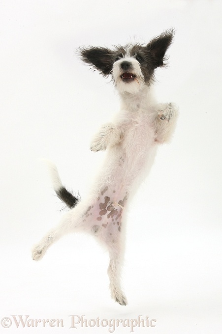 Black-and-white Jack-a-poo dog pup, 4 months old, leaping up, white background