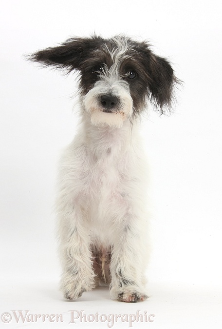 Black-and-white Jack-a-poo dog pup, 4 months old, sitting, white background