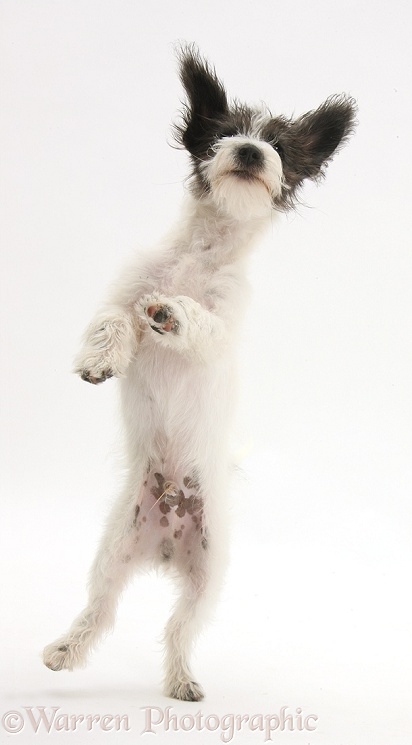 Black-and-white Jack-a-poo dog pup, 4 months old, standing up on hind legs, white background