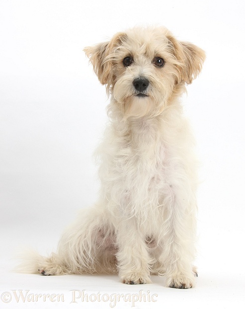 Bichon Frise x Jack Russell Terrier puppy, Bindi, sitting, white background