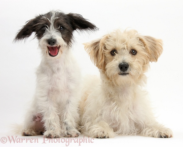 Black-and-white Jack-a-poo dog pup, 4 months old, with Bichon Frise x Jack Russel, Bindi, white background