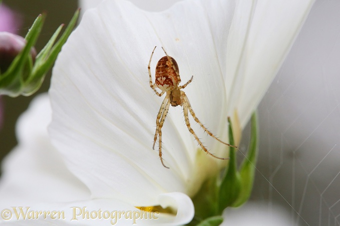 Orb-web spider (Meta mengei) on Cosmos flower