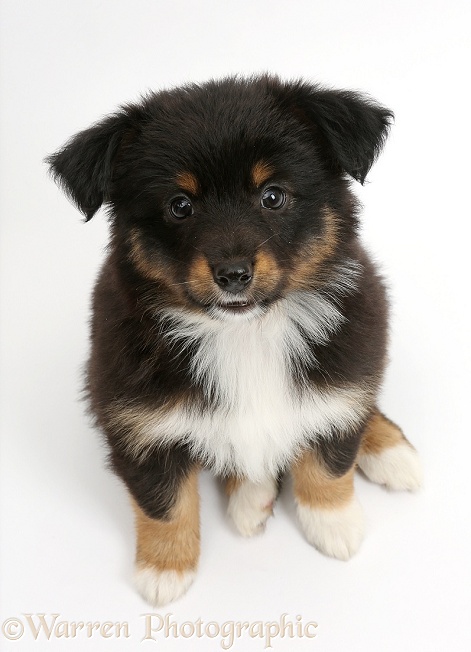 Miniature American Shepherd puppy, 7 weeks old, sitting, white background