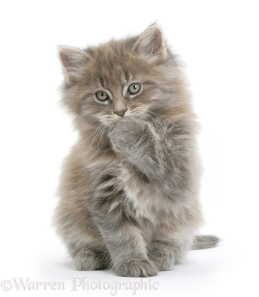 Maine Coon kitten, 7 weeks old, with paw over mouth, white background