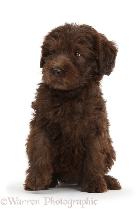 Chocolate Labradoodle puppy, 9 weeks old, sitting and looking to side, white background
