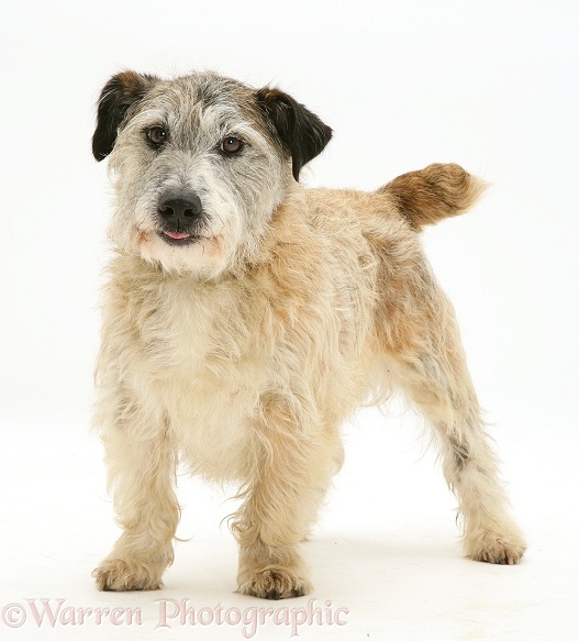 Patterdale x Jack Russell Terrier, Jorge, standing, white background