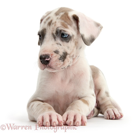 Great Dane puppy, white background