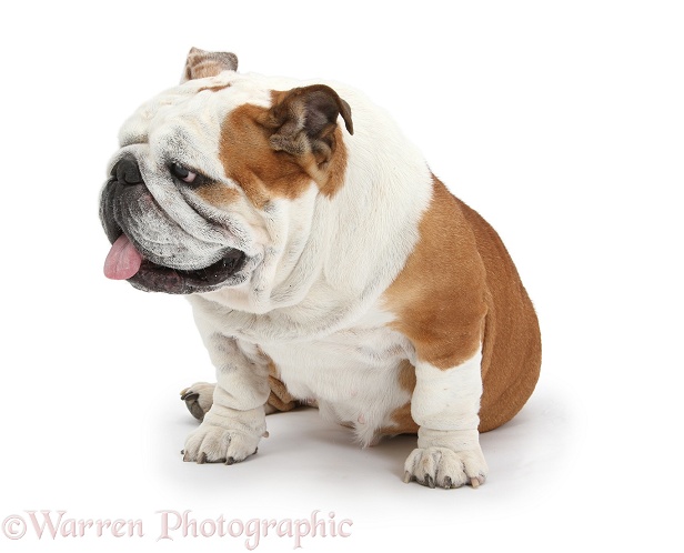 Bulldog with tongue out and turning to side, white background