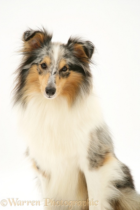 Blue merle Shetland Sheepdog (Sheltie), white background