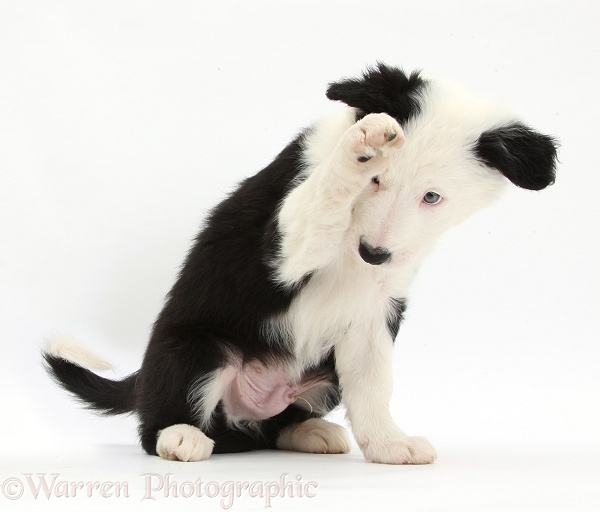Black-and-white Border Collie puppy looking bashful, white background