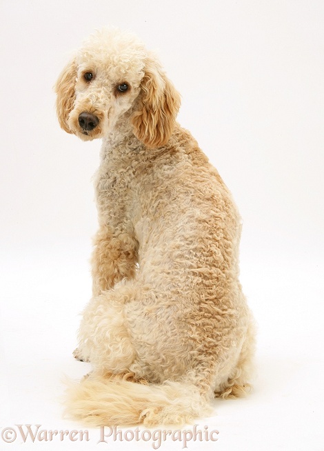 Apricot Poodle, Murphy, looking round over his shoulder, white background
