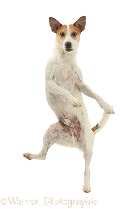 Jack Russell Terrier, Milo, 5 years old, leaping high in the air, white background