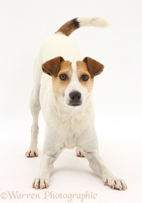 Jack Russell Terrier, Milo, 5 years old, in play-bow stance, white background