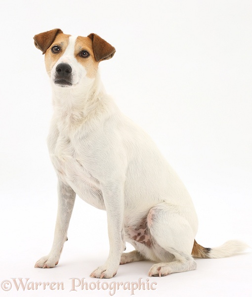 Jack Russell Terrier, Milo, 5 years old, sitting, white background