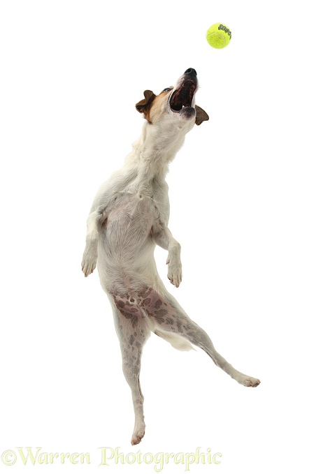 Jack Russell Terrier, Milo, 5 years old, leaping to catch a ball, white background