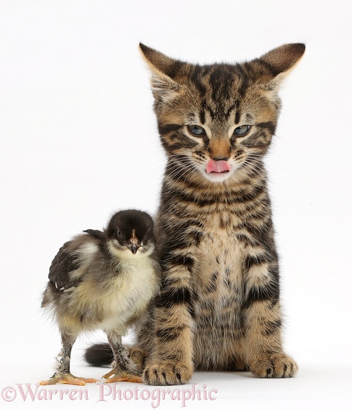 Tabby kitten, Smudge, 7 weeks old, sitting with a chick, white background